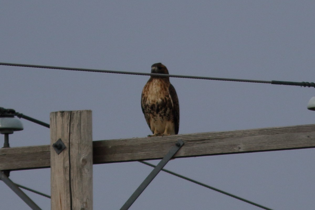Red-tailed Hawk (abieticola) - ML609553563