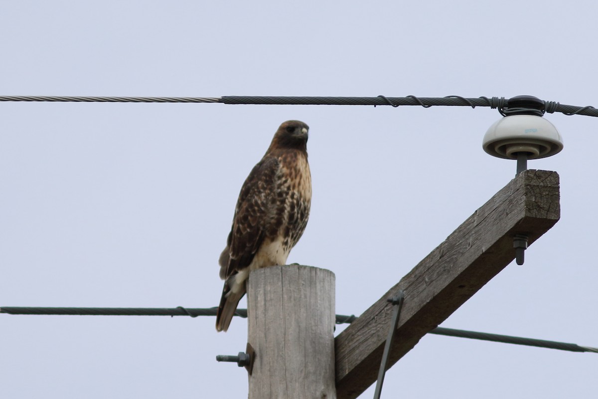 Red-tailed Hawk (abieticola) - ML609553643