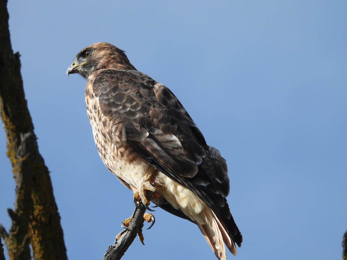 Red-tailed Hawk - ML609553651