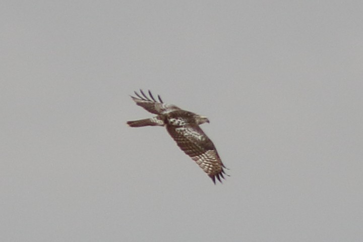 Red-tailed Hawk - ML609553792