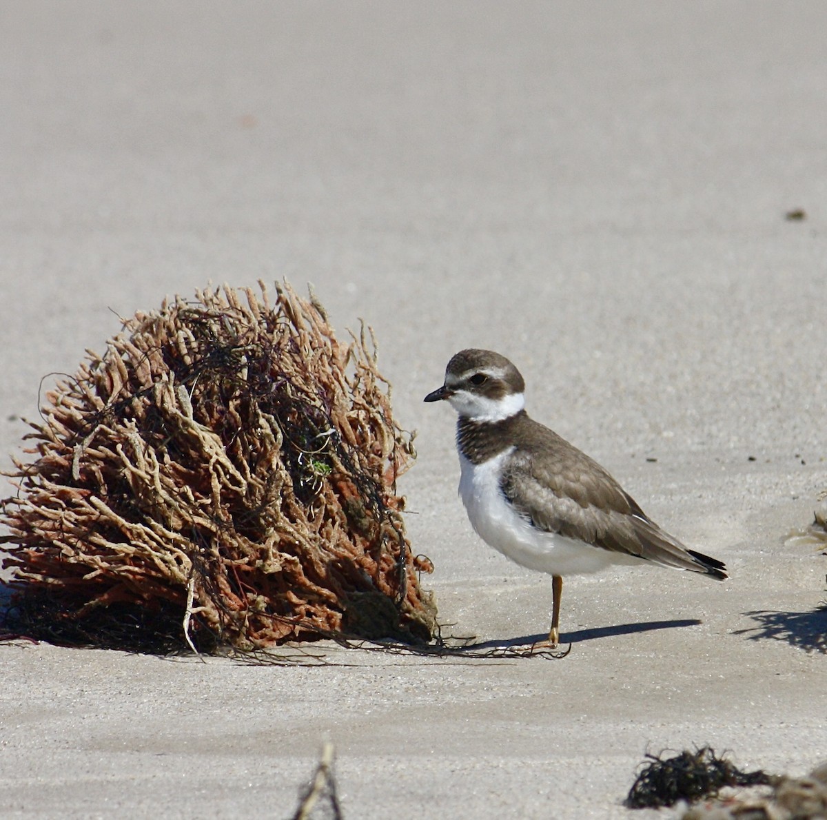 Semipalmated Plover - ML609553857