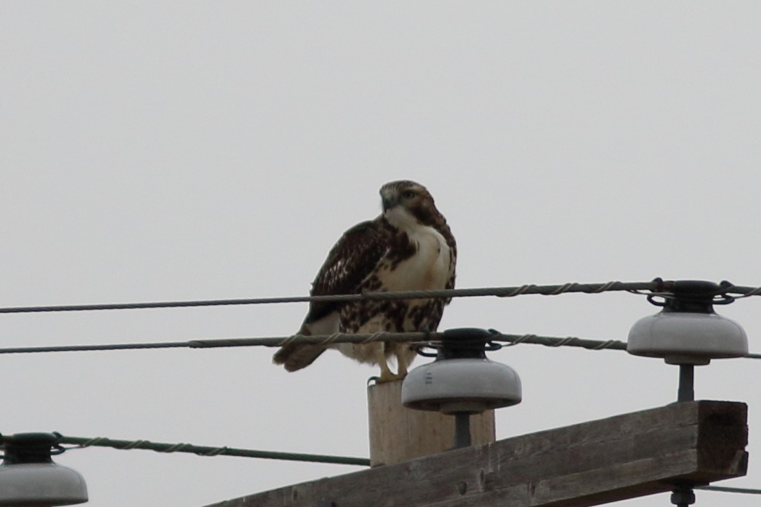 Red-tailed Hawk - ML609553957