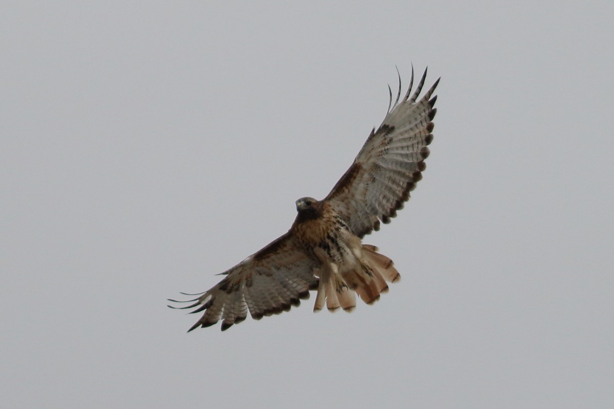 Red-tailed Hawk (abieticola) - ML609553958