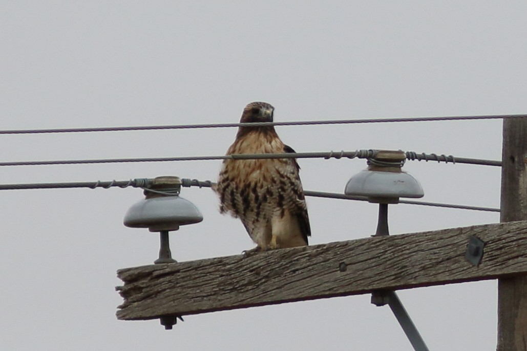 Red-tailed Hawk (abieticola) - ML609553959