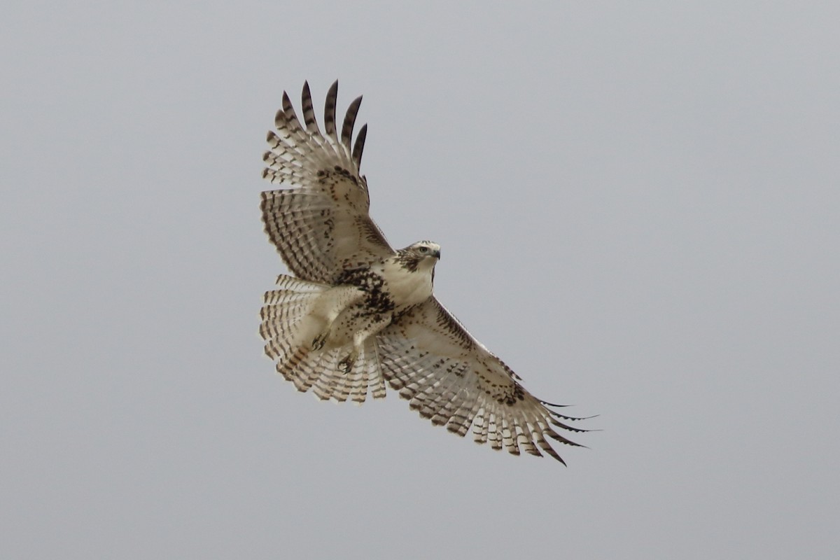 Red-tailed Hawk - ML609554064
