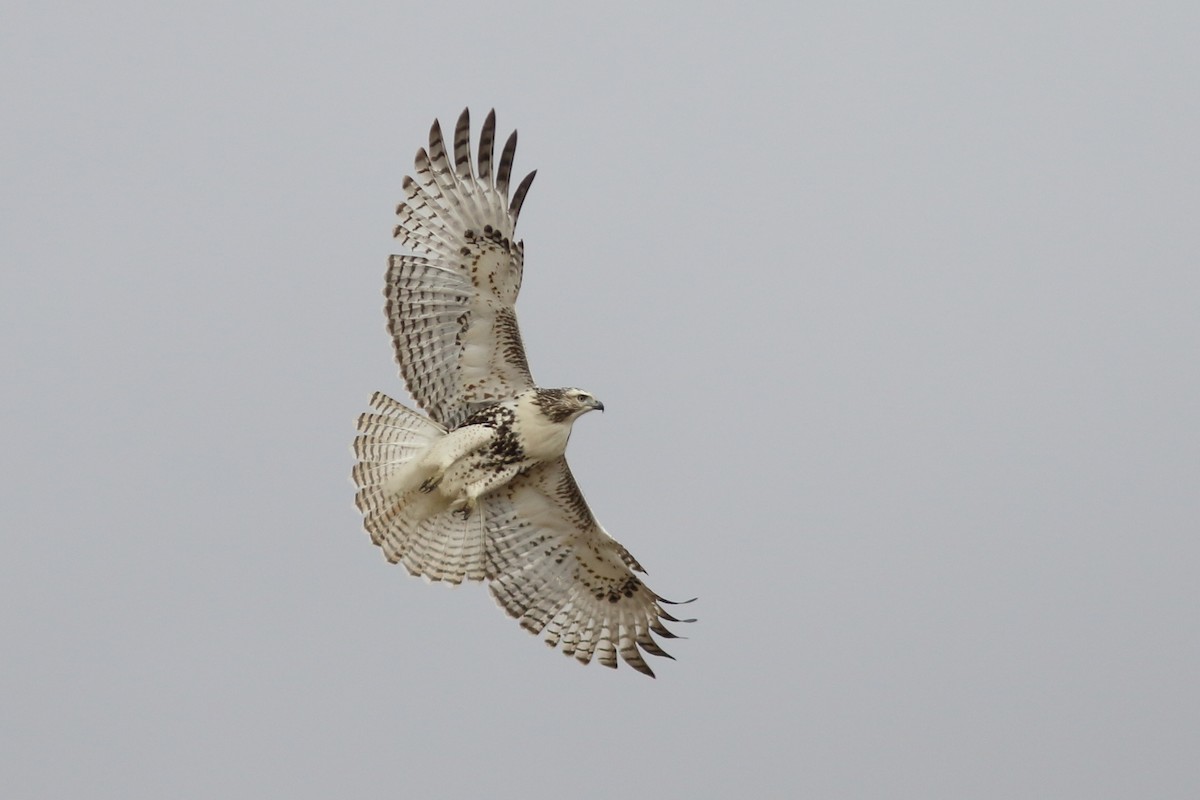 Red-tailed Hawk - ML609554065