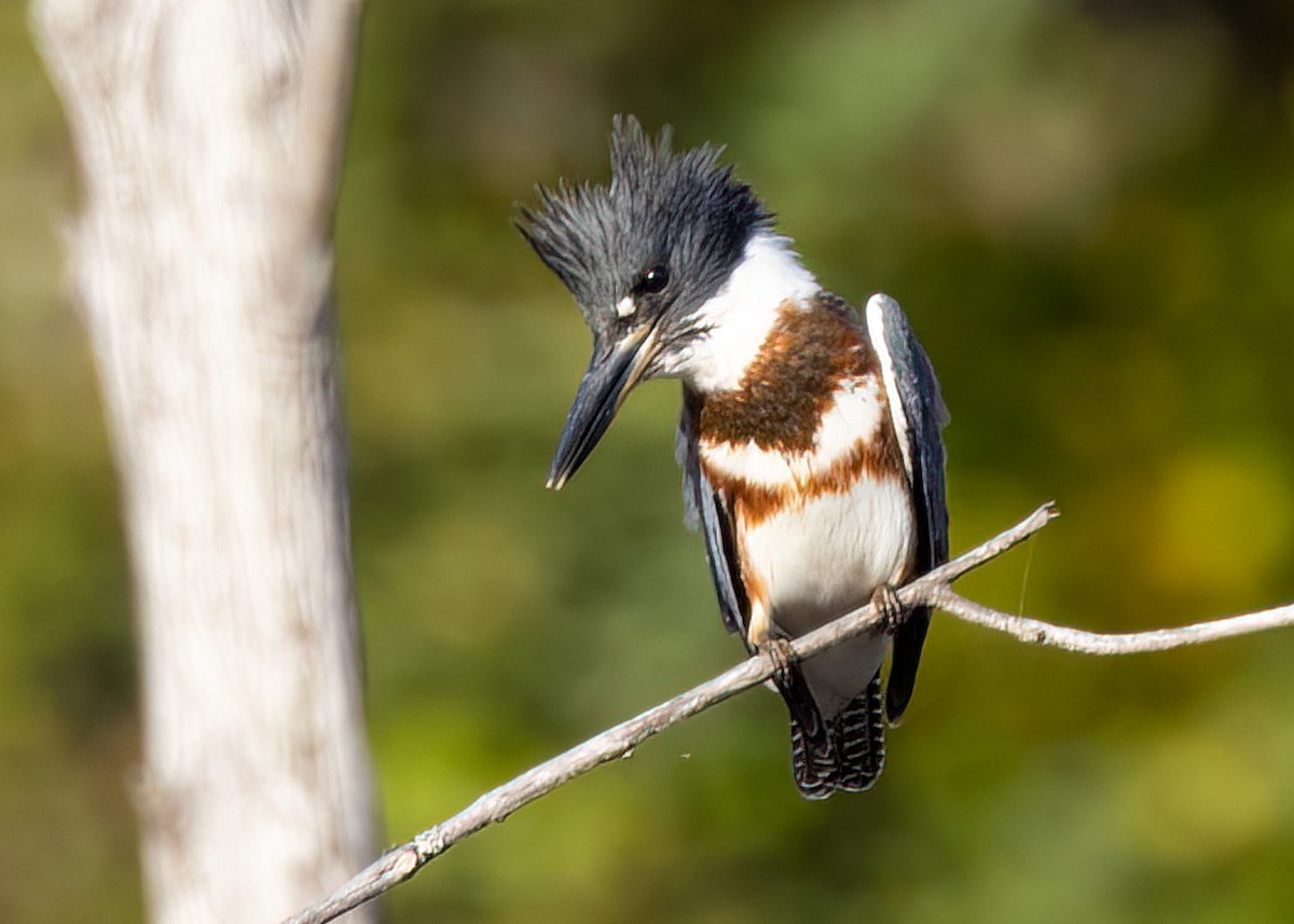 Belted Kingfisher - ML609554123