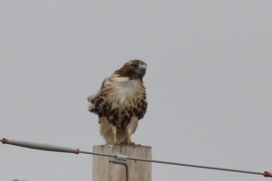 Red-tailed Hawk (abieticola) - ML609554158