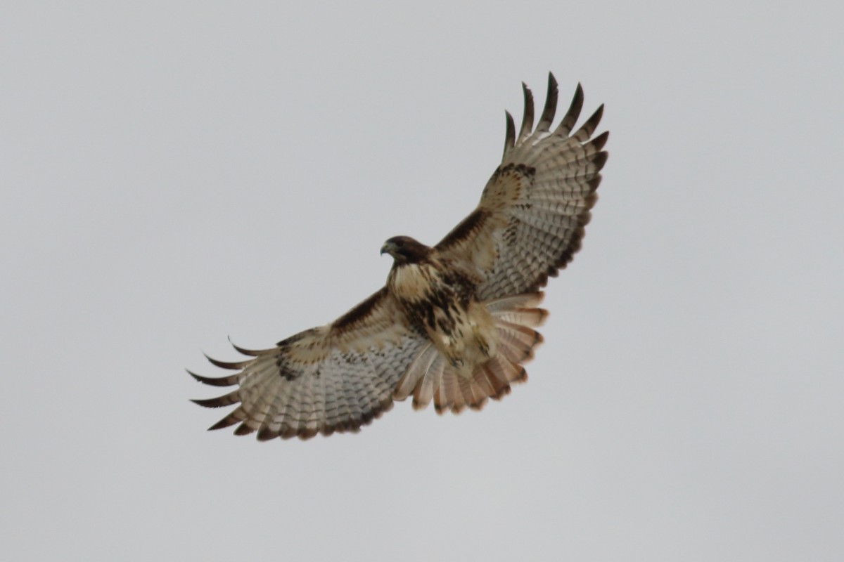 Red-tailed Hawk (abieticola) - ML609554161