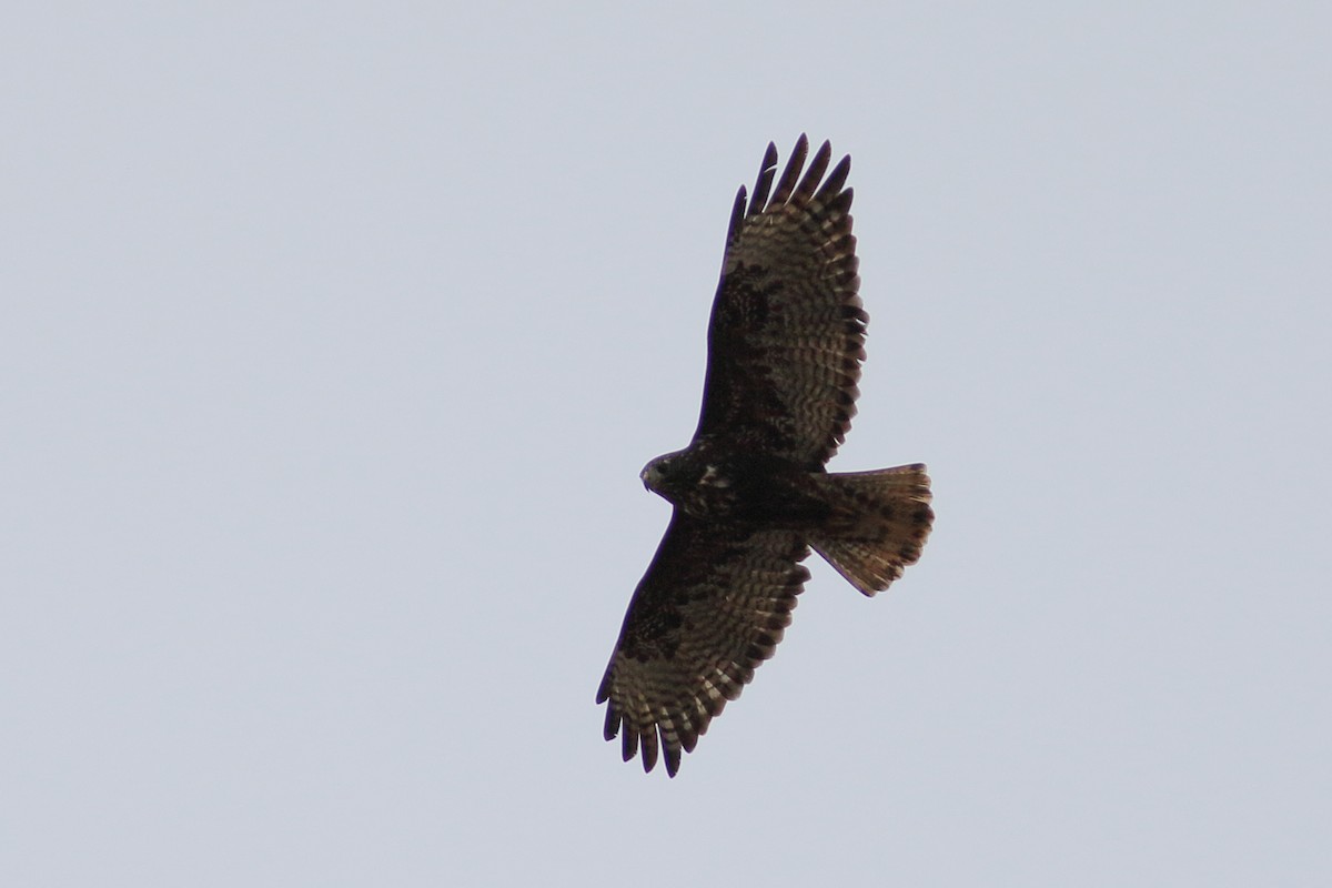 Red-tailed Hawk (Harlan's) - ML609554219