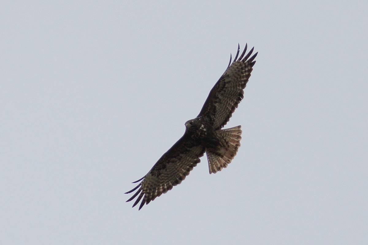 Red-tailed Hawk (Harlan's) - ML609554220