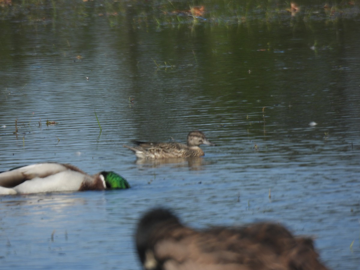 Green-winged Teal - ML609554284