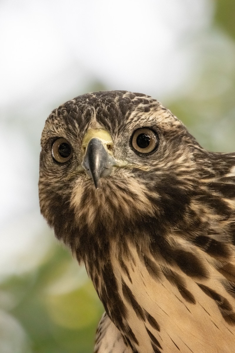 Red-tailed Hawk - ML609554627