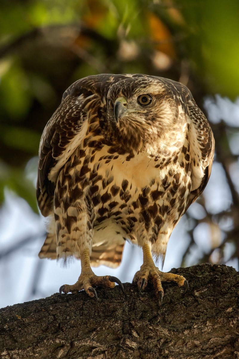 Red-tailed Hawk - ML609554628