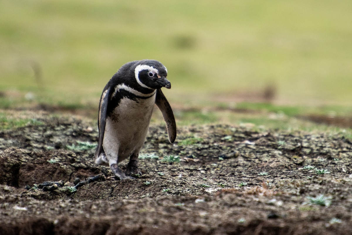 Magellanic Penguin - ML609554644