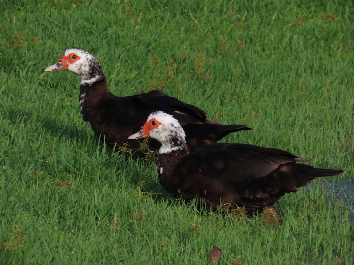 Muscovy Duck (Domestic type) - ML609554648