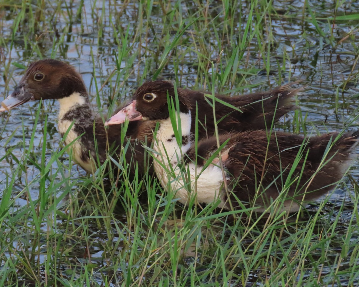 Muscovy Duck (Domestic type) - ML609554653