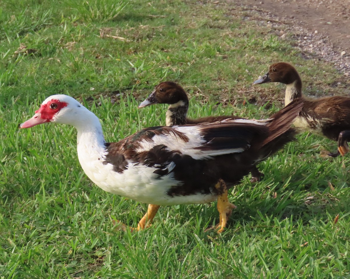 Muscovy Duck (Domestic type) - ML609554654