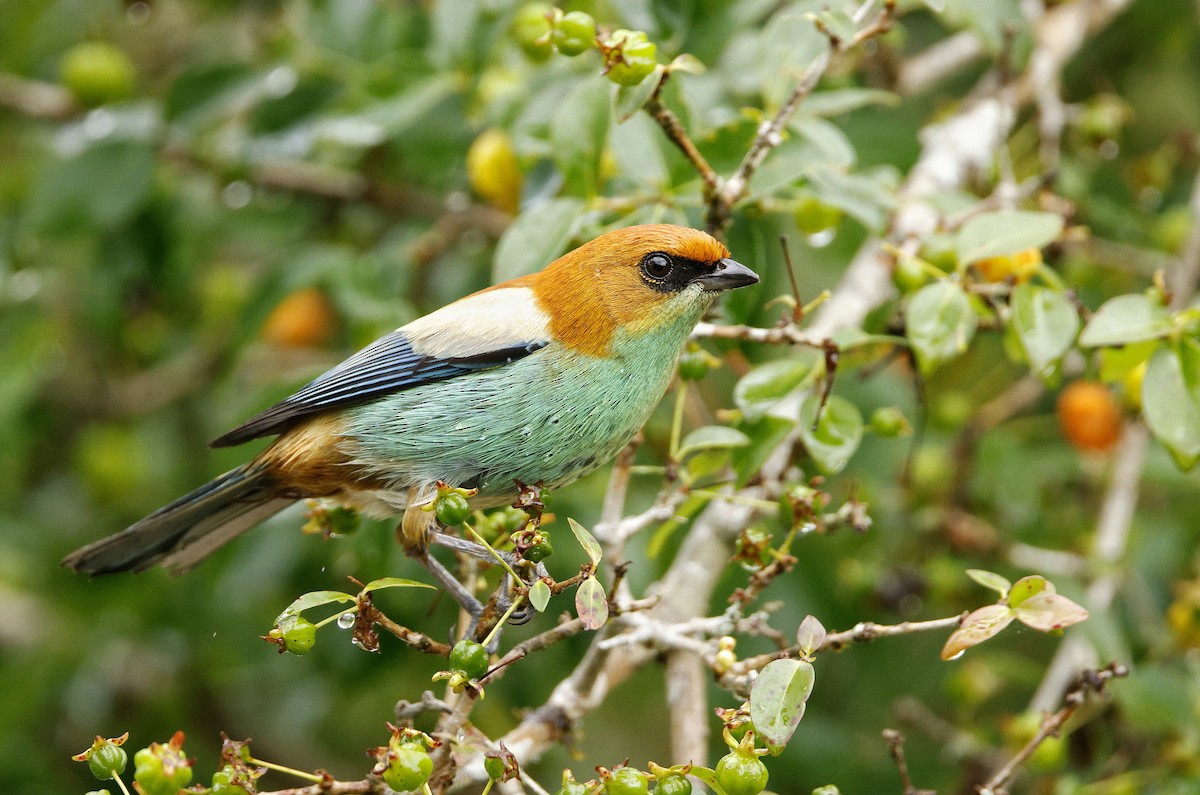 Chestnut-backed Tanager - ML609554657