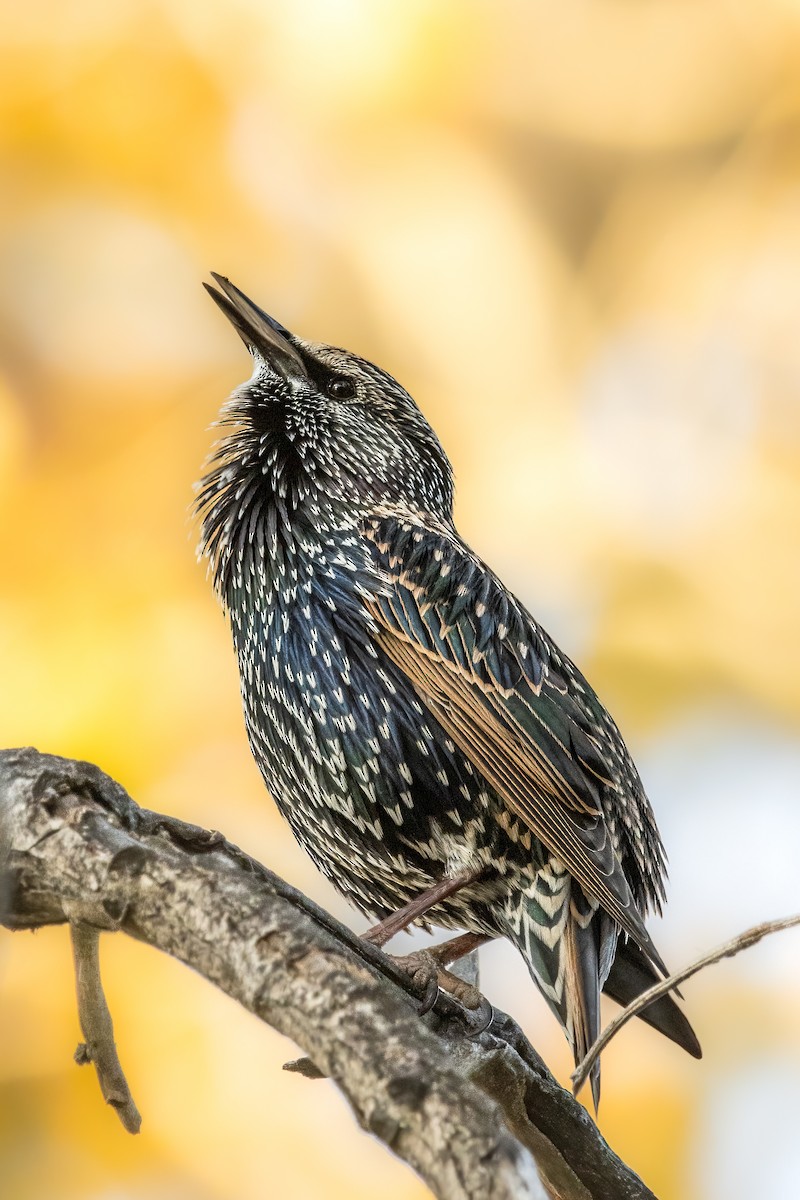 European Starling - ML609554659