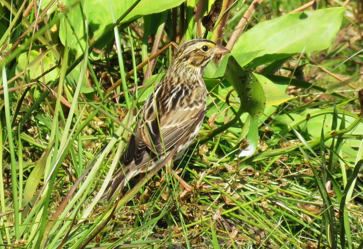 Savannah Sparrow - ML609554759