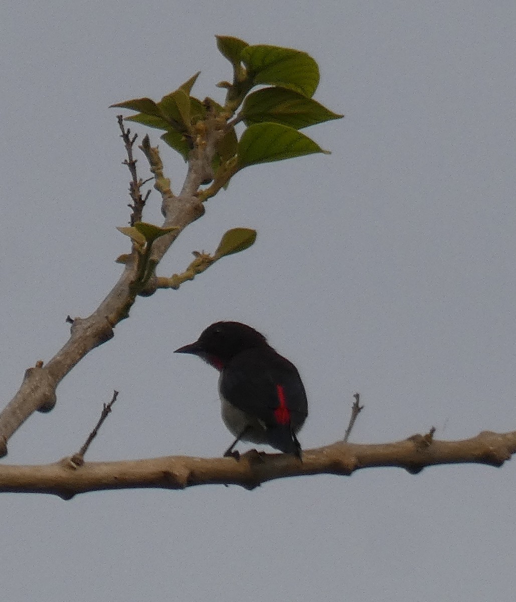 Red-chested Flowerpecker - ML609554849