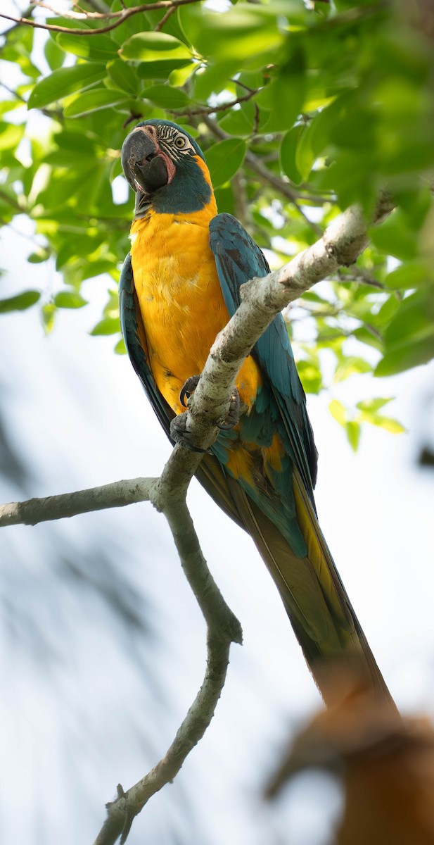 Blue-throated Macaw - ML609554877