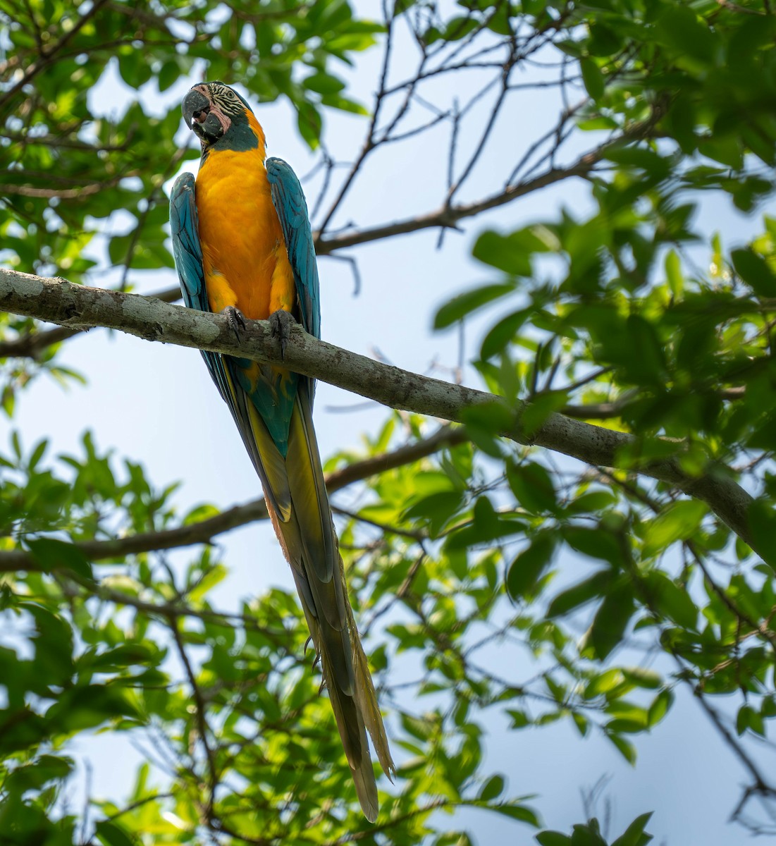 Blue-throated Macaw - Julie Davis