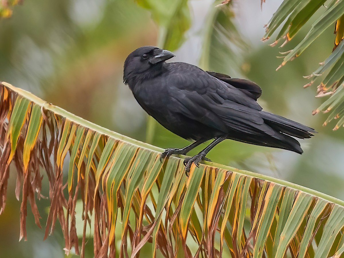 Cuban Palm-Crow - Corvus minutus - Birds of the World