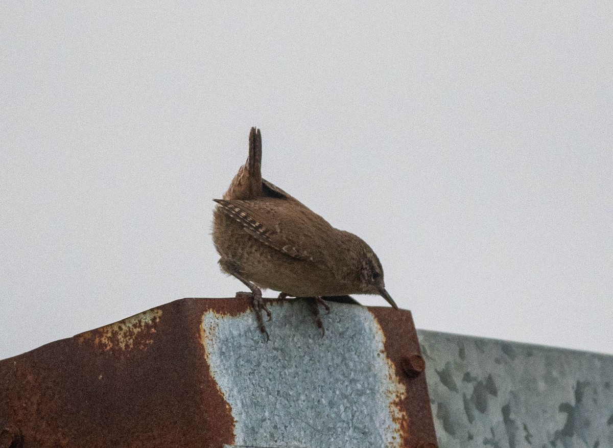 Pacific Wren (alascensis Group) - ML609555256