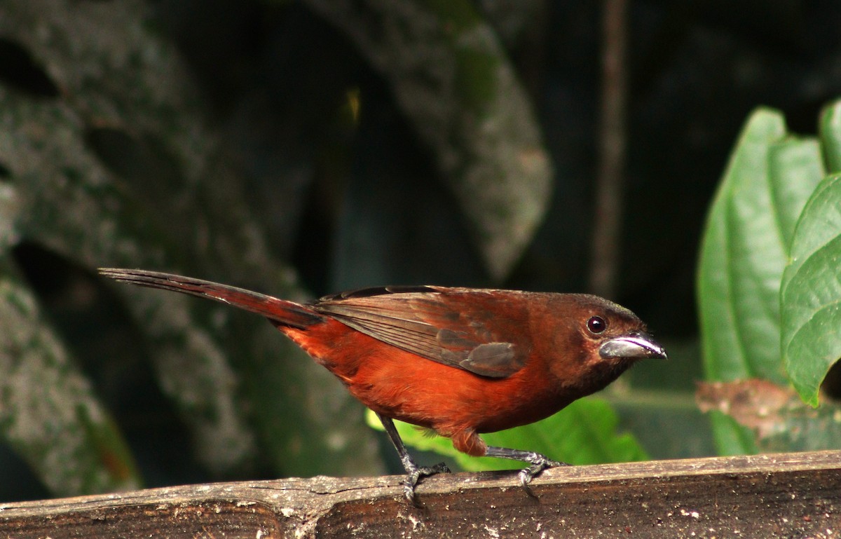 Silver-beaked Tanager - ML609555320