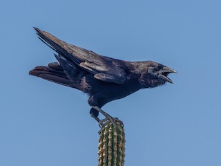 Hispaniolan Palm-Crow - Corvus palmarum - Birds of the World