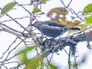  - Thick-billed Berrypecker