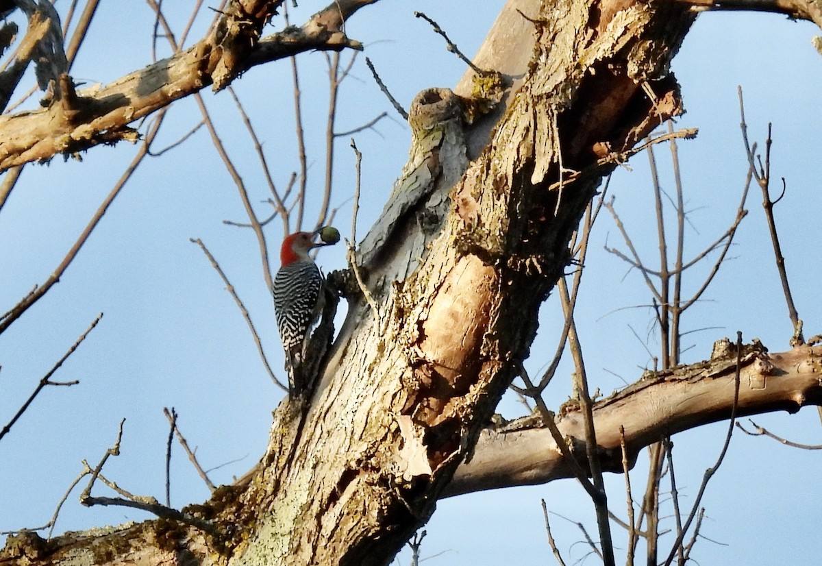 Red-bellied Woodpecker - Barb Stone