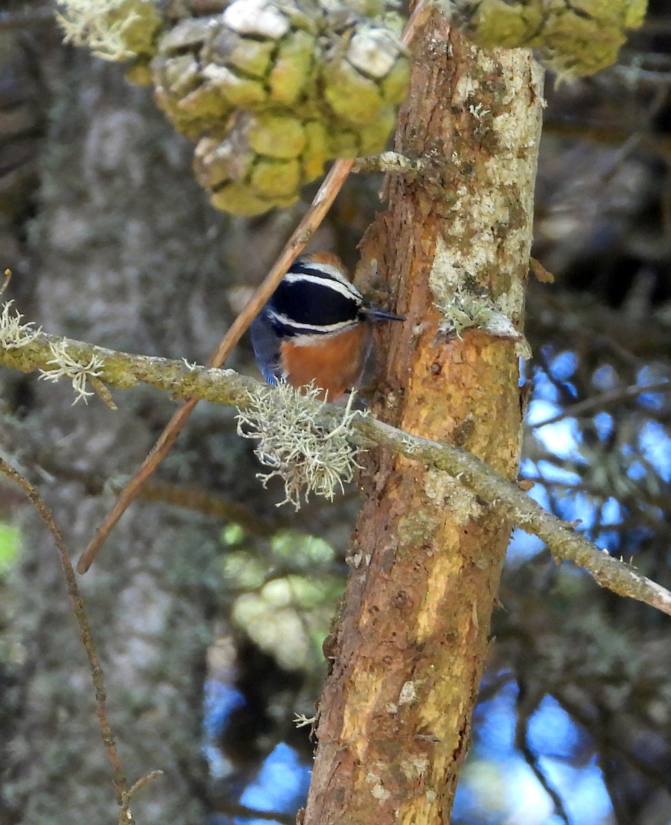 Red-breasted Nuthatch - ML609555690