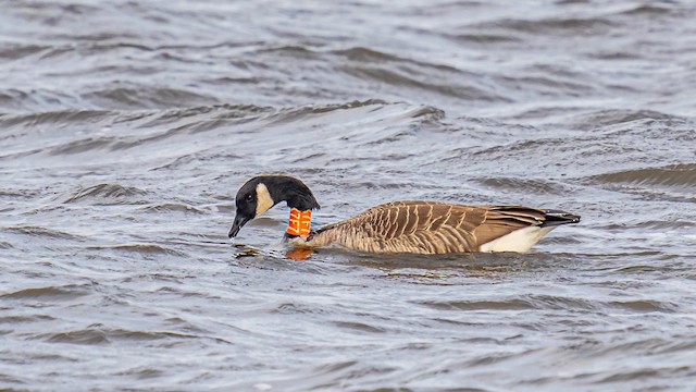 Canada goose outlet quebec ville population