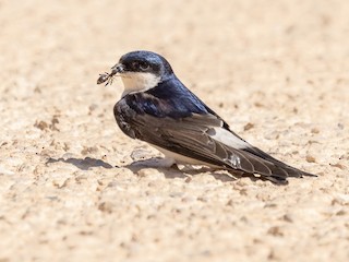 Western House-Martin - Delichon urbicum - Birds of the World