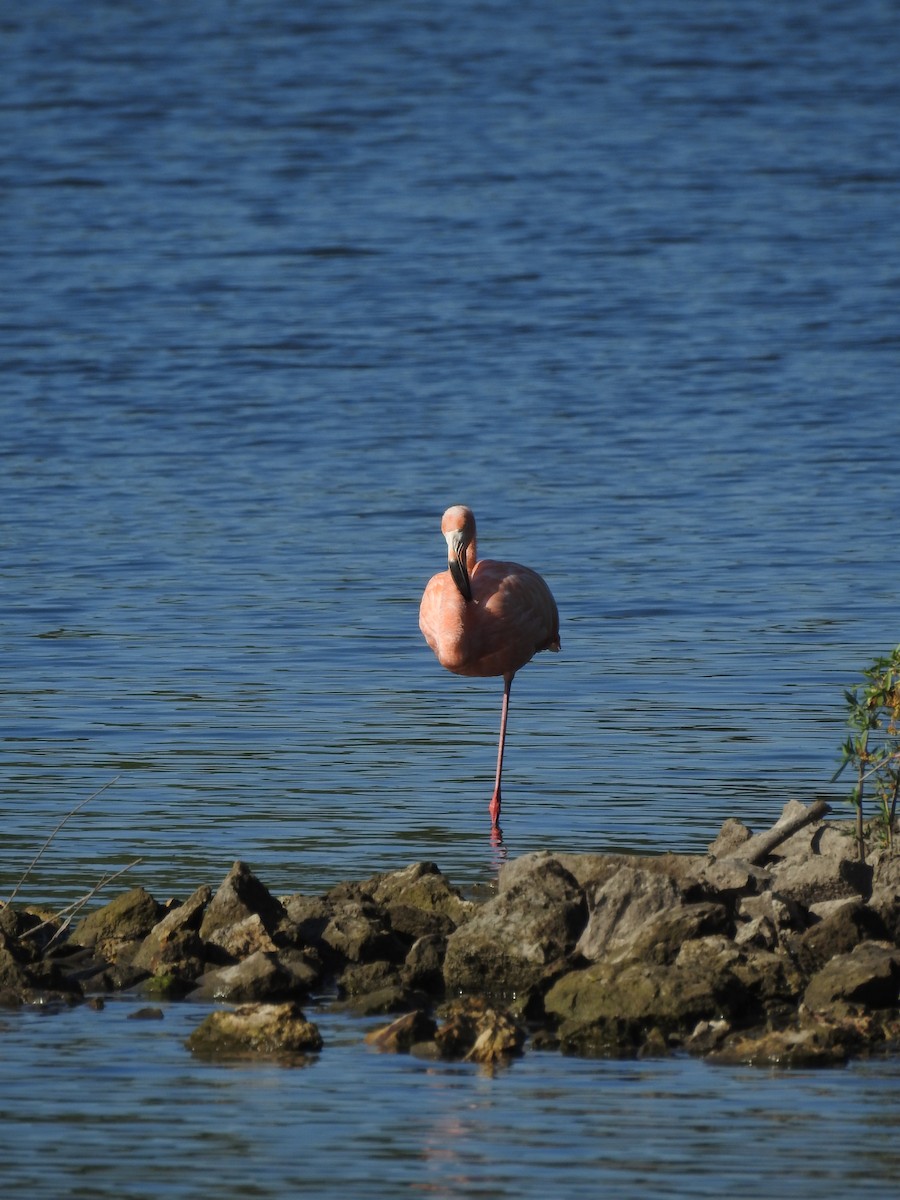 American Flamingo - Dan Broers