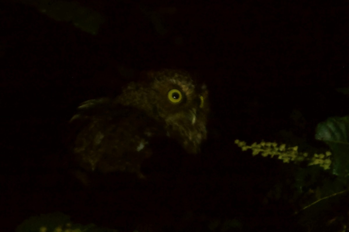 Bare-shanked Screech-Owl - ML609557212