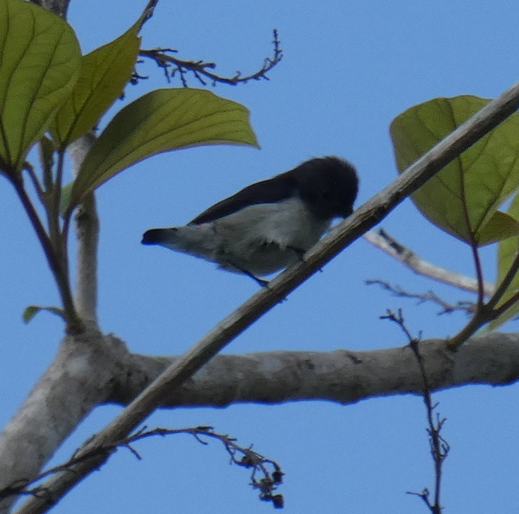 Red-chested Flowerpecker - River Ahlquist