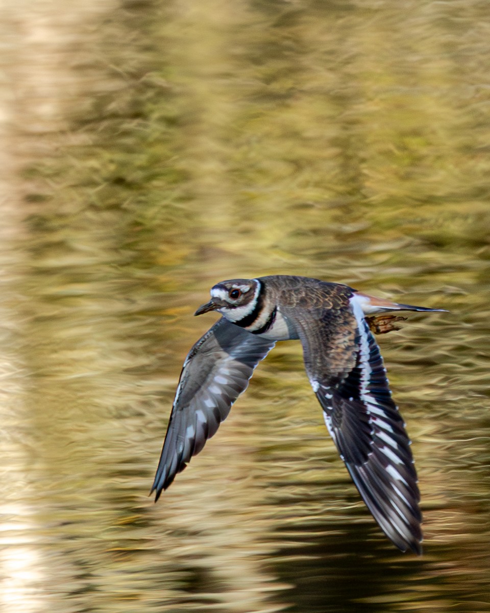 Killdeer - ML609557259