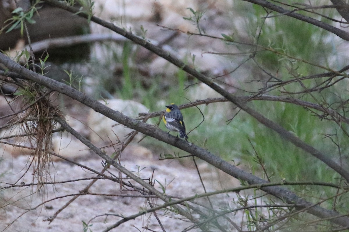 Yellow-rumped Warbler (Audubon's) - ML609557433