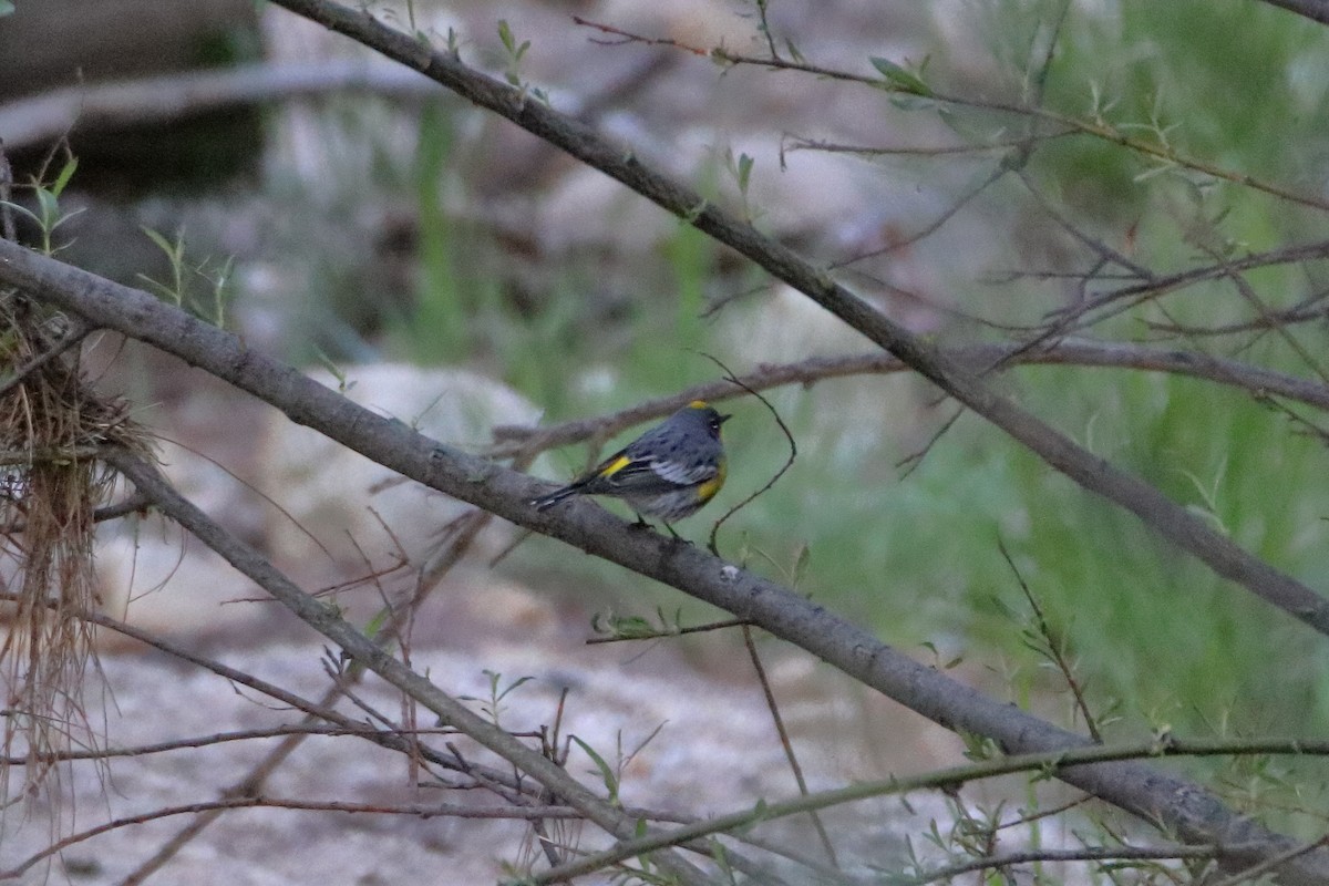 Yellow-rumped Warbler (Audubon's) - ML609557435