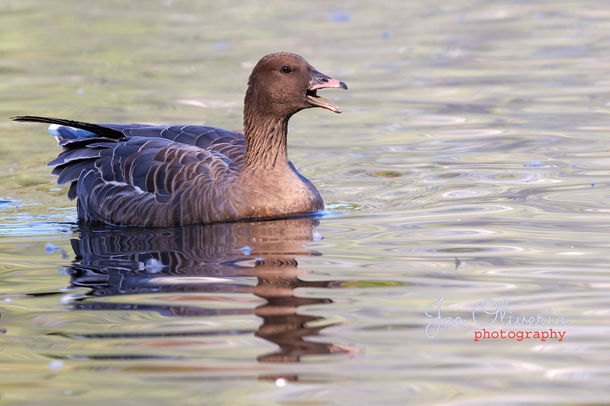 Pink-footed Goose - ML609557737
