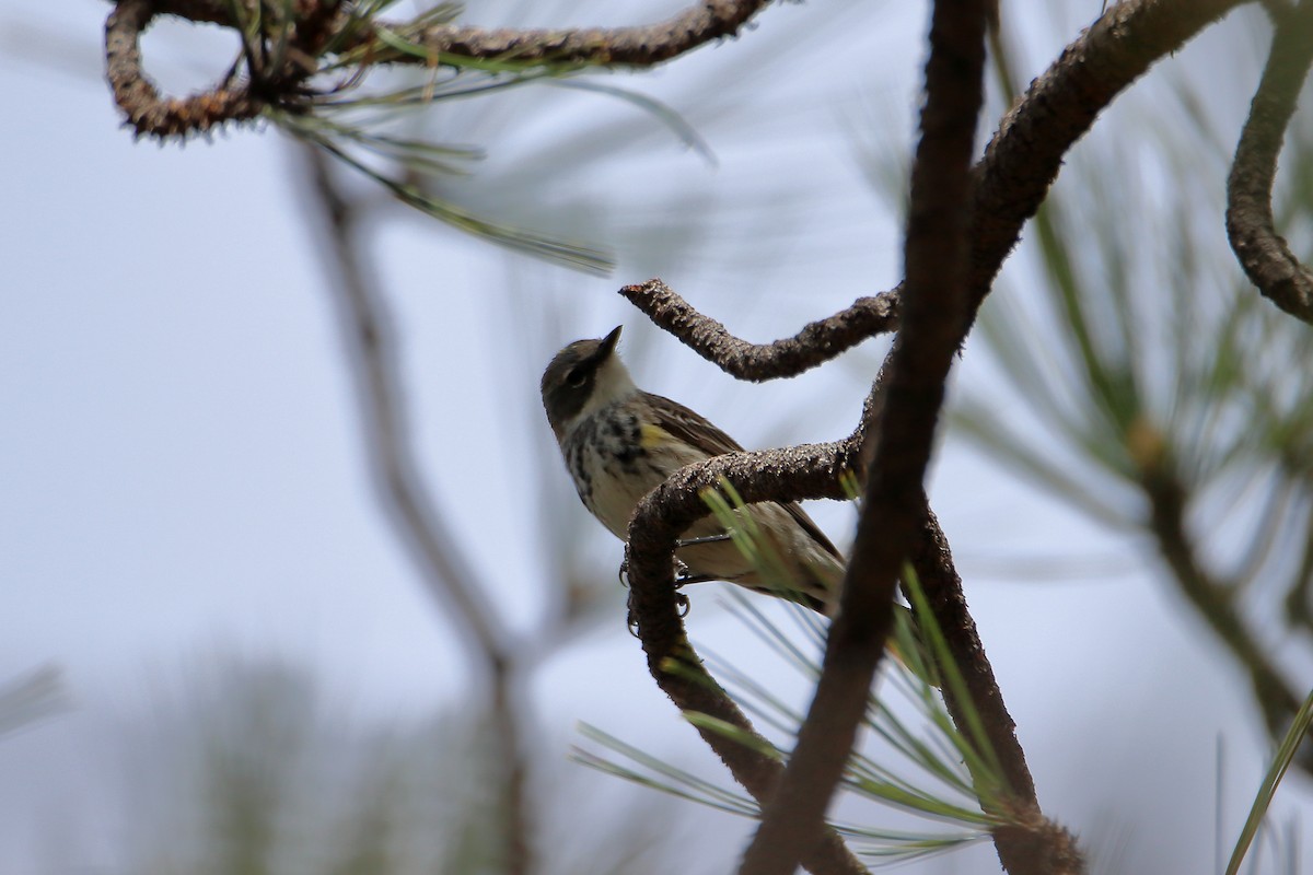 Yellow-rumped Warbler (Myrtle) - ML609557997