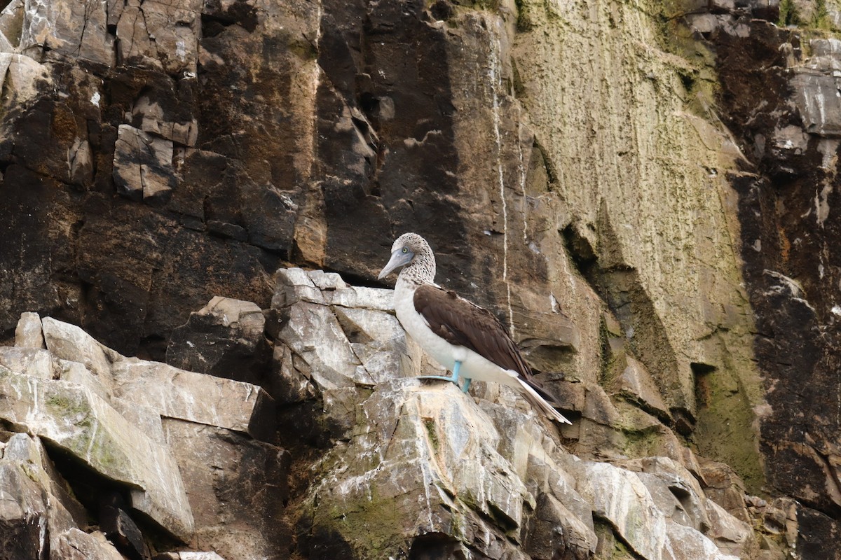 Blue-footed Booby - ML609558219