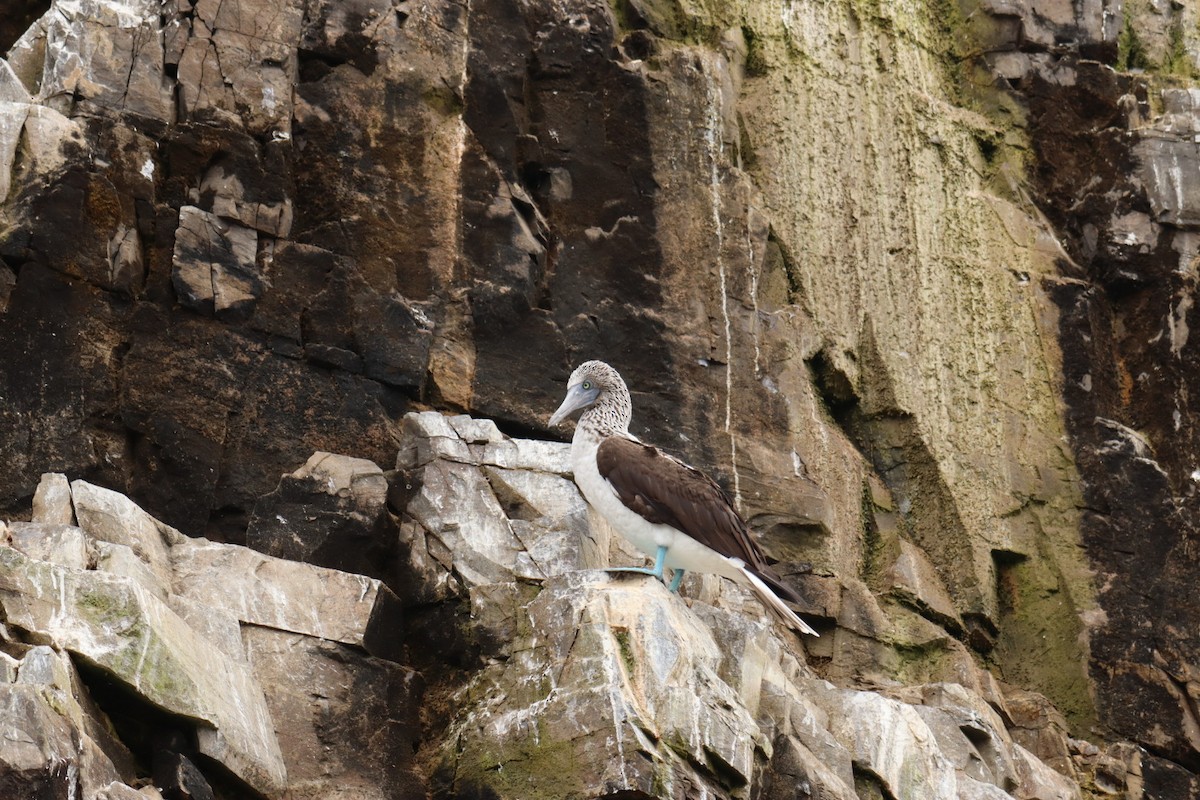 Blue-footed Booby - ML609558220