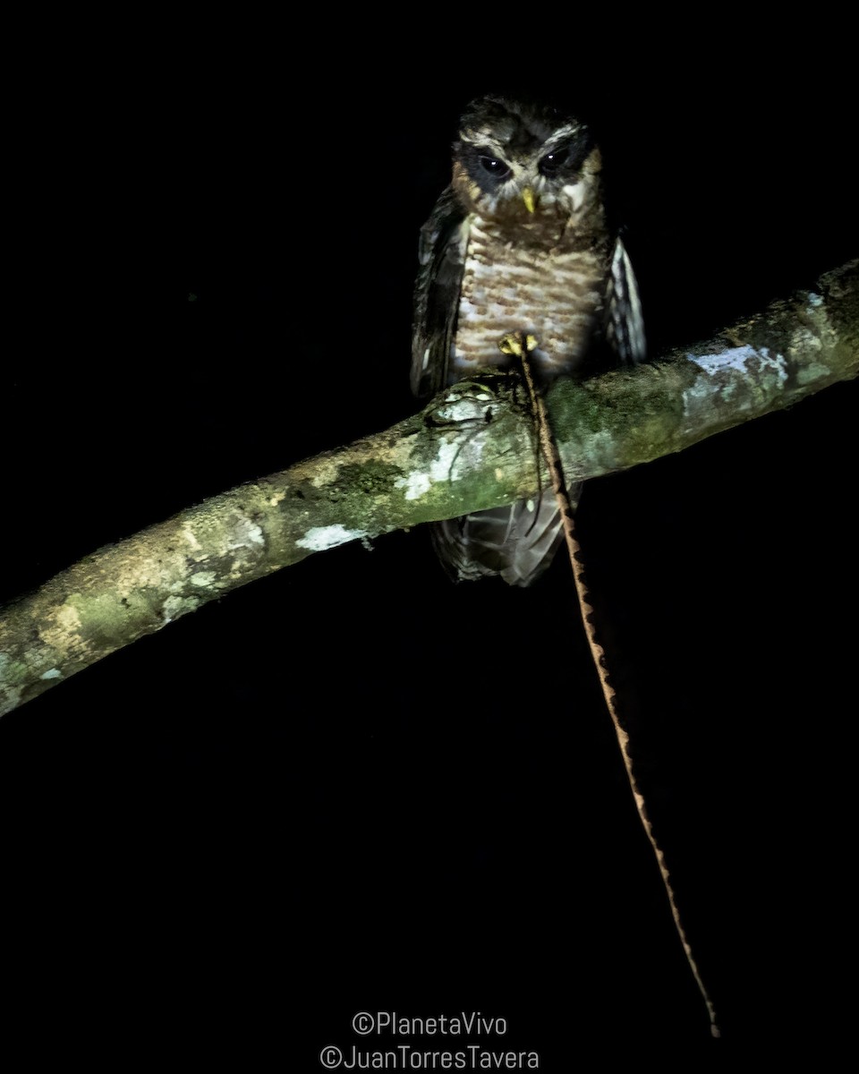 Band-bellied Owl - Juan Torres Tavera