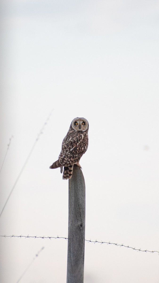 Short-eared Owl - ML609558448
