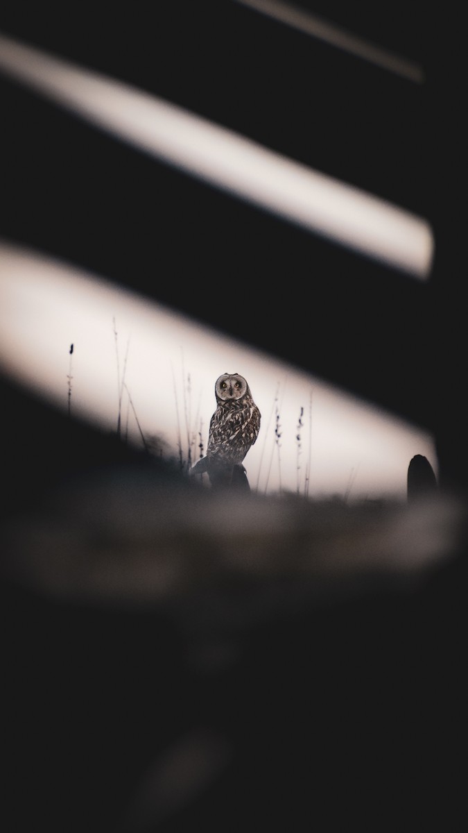 Short-eared Owl - ML609558449